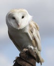 Barn Owl perched on a leather glove. Royalty Free Stock Photo