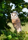 Barn owl perched in a tree Royalty Free Stock Photo