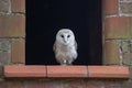 Barn owl in window Royalty Free Stock Photo