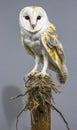 Barn Owl Perched on a Wooden Post Royalty Free Stock Photo
