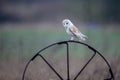 Barn owl perches on a wheel spoke Royalty Free Stock Photo