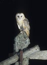 Barn owl perching on fence post Royalty Free Stock Photo