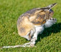 Barn owl picking at jesses whilst standing on grass. Royalty Free Stock Photo