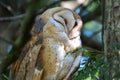 A barn owl Royalty Free Stock Photo