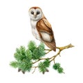 Barn owl on a pine branch. Watercolor illustration. Realistic hand drawn forest bird on a conifer twig. Nature forest