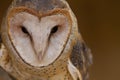 Barn Owl portrait Royalty Free Stock Photo