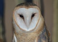 Barn Owl Portrait: Arizona-Sonora Desert Museum