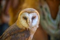 Barn owl portrait Royalty Free Stock Photo