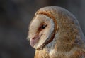 Barn Owl portrait , closeup face picture with Head Royalty Free Stock Photo