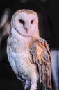 Barn owl portrait against dark background Royalty Free Stock Photo