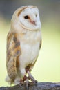 Barn Owl Portrait Royalty Free Stock Photo