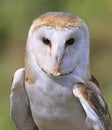 Barn Owl portrait on green and yellow background Royalty Free Stock Photo