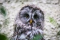 Barn owl portrait in nature Royalty Free Stock Photo