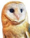 Barn owl portrait with white background. Royalty Free Stock Photo