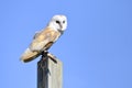 Barn owl on post Royalty Free Stock Photo