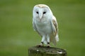 Barn Owl on Post Royalty Free Stock Photo