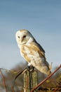 Barn owl on a post Royalty Free Stock Photo