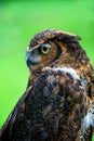 Barn Owl Profile Royalty Free Stock Photo