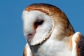 Barn owl profile Royalty Free Stock Photo