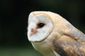 Barn owl profile with black eyes Royalty Free Stock Photo