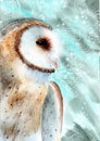 Barn owl in profile on a light blue and dark green background Royalty Free Stock Photo