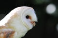 Barn Owl profile Royalty Free Stock Photo