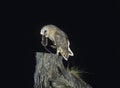 Barn owl with rat in beak Royalty Free Stock Photo