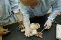 Barn Owl Rescued at La Dame Blanche, Animal Protection Center in Normandie