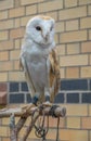 Barn Owl