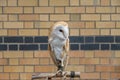 Barn Owl