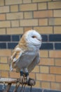 Barn Owl