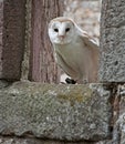 Barn Owl in a ruined church