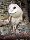 Barn owl's portrait Royalty Free Stock Photo