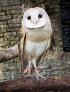 Barn owl's portrait Royalty Free Stock Photo