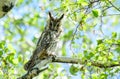 A barn owl sits on a birch branch, among the eaves Royalty Free Stock Photo