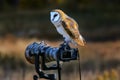 Barn owl sitting on a camera Royalty Free Stock Photo