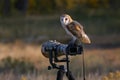 Barn owl sitting on a camera Royalty Free Stock Photo