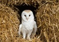 Barn owl sitting on hay Royalty Free Stock Photo