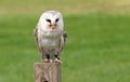 Barn Owl sitting on a post with a piece of meat in it`s mouth Royalty Free Stock Photo