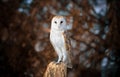 Barn Owl sitting on a tree in fall Royalty Free Stock Photo