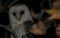 Barn Owl tyto alba sitting in tree Royalty Free Stock Photo