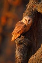 Barn owl sitting on tree trunk at the evening with nice light near the nest hole