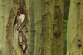 Barn owl sitting on tree trunk at the evening with nice light near the nest hole. Wildlife scene from nature. Animal behaviour in
