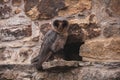 Barn owl sitting on the wall