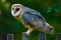 Barn owl sitting on wooden fence with dark green background, bird in habitat, Czech republic, Central Europe. Urban wildlife. Owl Royalty Free Stock Photo