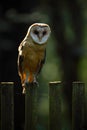 Barn owl sitting on wooden fence with dark green background, bird in habitat, Slovakia, Central Europe Royalty Free Stock Photo