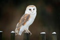 Barn owl sitting on wooden fence in front of country cottage, bird in urban habitat, wheel barrow on the wall, Czech Republic. Royalty Free Stock Photo