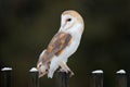 Barn owl sitting on wooden fence in front of country cottage, bird in urban habitat, wheel barrow on the wall, Czech Republic. Royalty Free Stock Photo