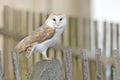 Barn owl sitting on wooden fence in front of country cottage, bird in urban habitat, wheel barrow on the wall, Czech Republic. Royalty Free Stock Photo