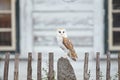 Barn owl sitting on wooden fence in front of country cottage, bird in urban habitat, wheel barrow on the wall, Czech Republic. Royalty Free Stock Photo